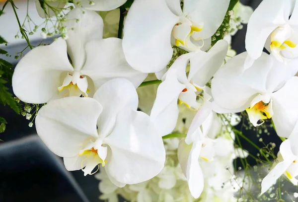 白いドリタノプシス蘭の花またはファラエノプシスの茎 — ストック写真