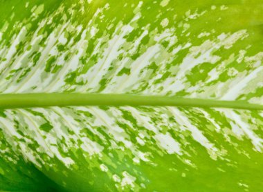 Güzel aptal kamışı yaprakları veya Dieffenbachia yaprakları