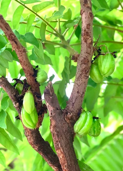 Averrhoa Bilimbi sau Arborele Sorrel Fructe pe ramură — Fotografie, imagine de stoc