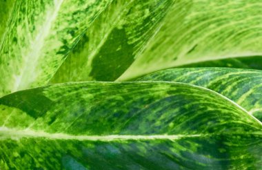 Güzel aptal kamışı yaprakları veya Dieffenbachia yaprakları