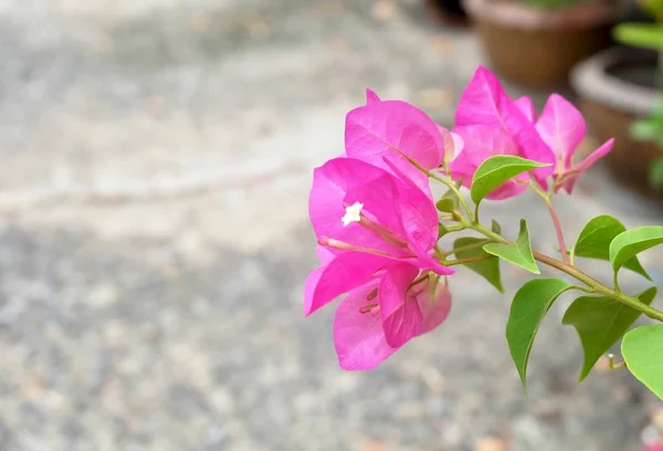 Rosa bougainvillea blommor eller papper blommor i trädgården — Stockfoto