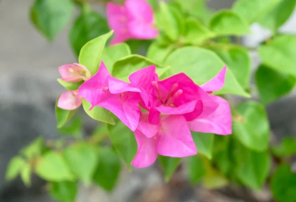 Rosa bougainvillea blommor eller papper blommor i trädgården — Stockfoto