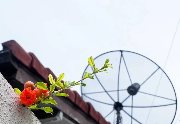 Linda flor de romã vermelha na parede — Fotografia de Stock