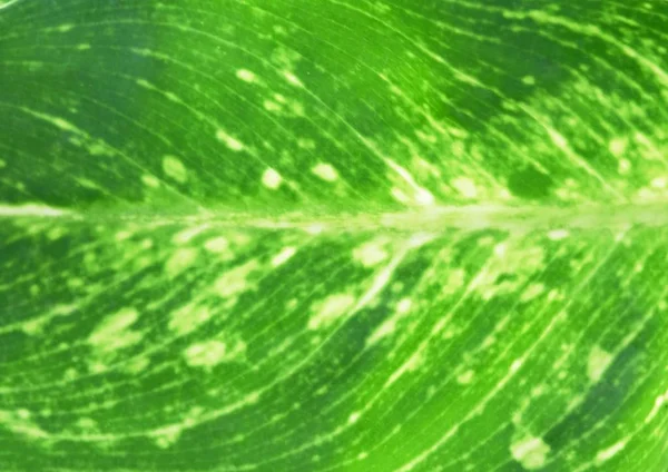 Belle foglie di canna stupide o foglie di Dieffenbachia — Foto Stock