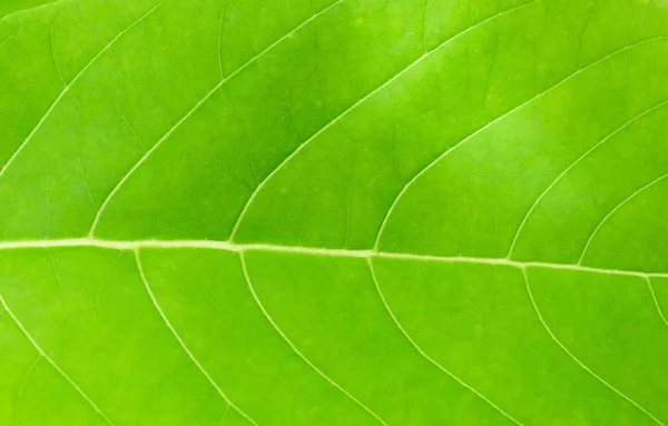 L'orizzontale della foglia verde sfondo strutturato — Foto Stock