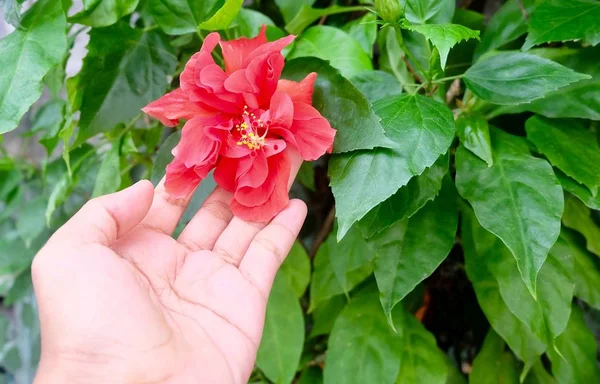 Hand som håller röd hibiskus eller Rosen Mallow blomma — Stockfoto