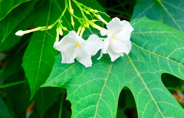 Beautiful White Cape Jasmine Flowers on Leaves