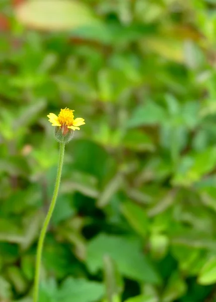 Lovely Fresh Coatbuttons ou Tridax Daisy Flower — Fotografia de Stock