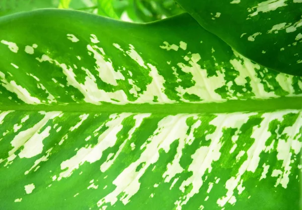 Belle foglie di canna stupide o foglie di Dieffenbachia — Foto Stock