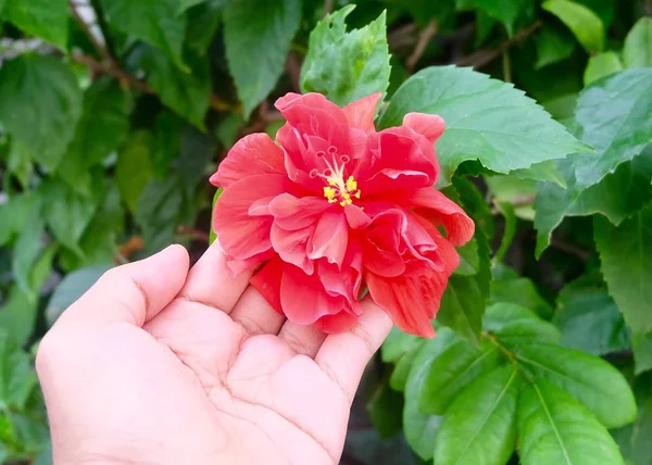 Hand som håller röd hibiskus eller Rosen Mallow blomma — Stockfoto