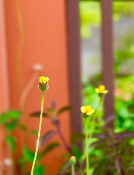 Lovely Fresh Coatbuttons or Tridax Daisy Flowers — Stock Photo, Image