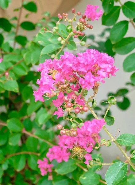 Pink Chain of Love or Mexican Creeper — Stock Photo, Image