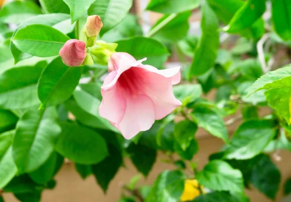 Pink Allamanda virágok a fa ágak — Stock Fotó