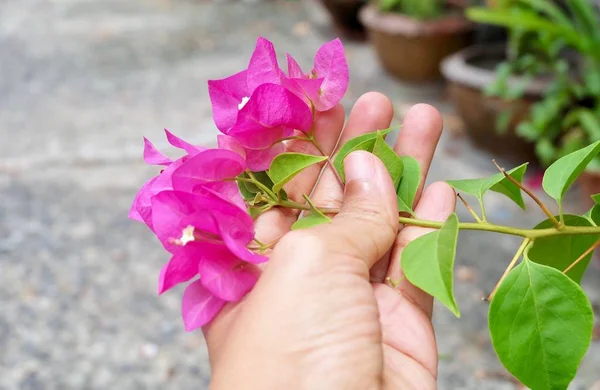 Hand håller rosa bougainvillea blommor eller papper blommor — Stockfoto