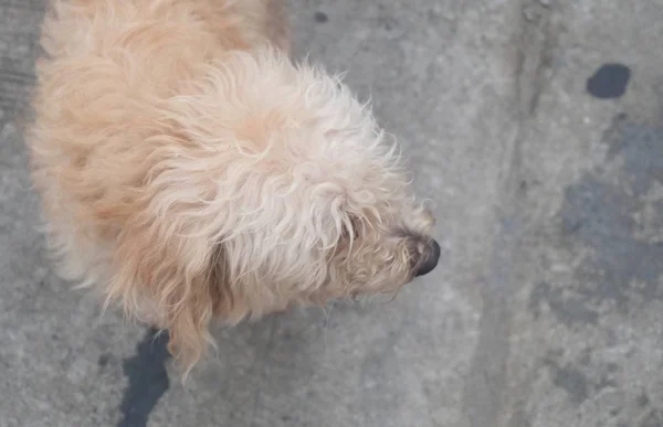 Brauner Pudelhund steht auf der Straße — Stockfoto