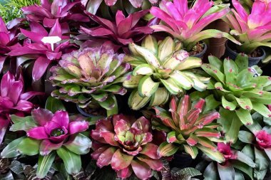 Güzel Taze Aechmea Fasciata veya Urn Bitkiler