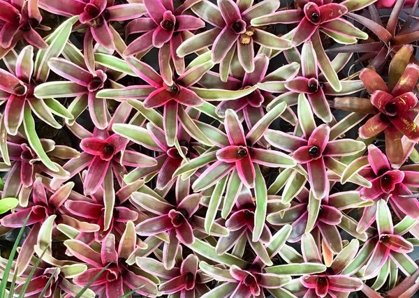 Beautiful Fresh Aechmea Fasciata or Urn Plants — Stock Photo, Image