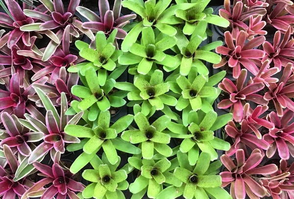 Piękne świeże Aechmea fasciata lub urn rośliny — Zdjęcie stockowe