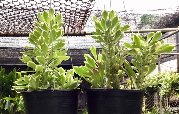 Aeonium atau tanaman Houseleek tergantung di udara — Stok Foto