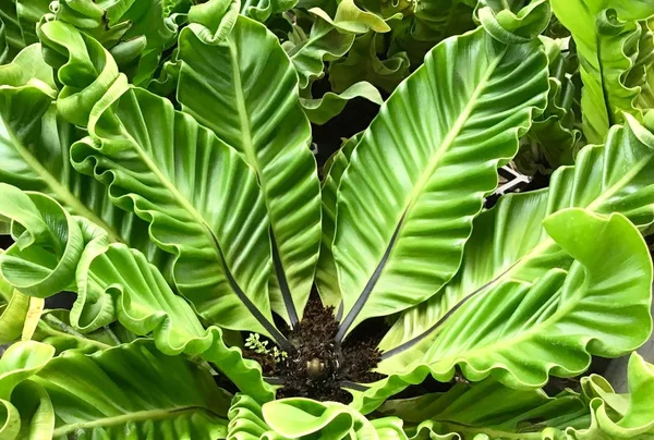 Tanaman Nest Fern atau Asplenium Nidus Bird — Stok Foto