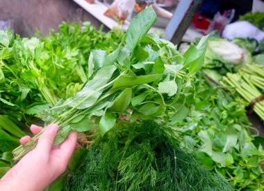 El Tutan Taze Limon Fesleğen Bitkiler