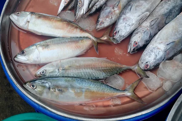 Verse makreel en gevlekte tonijn in een bakje — Stockfoto