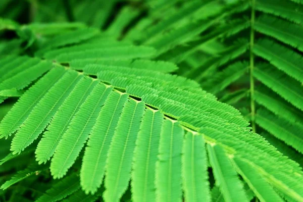 Close Up Taze Yeşil Akasya Pennata veya Tırmanma Wattle — Stok fotoğraf