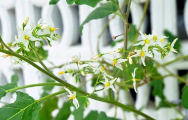 Fresh Green Eggplant Tree with White Blossoms
