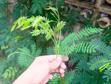 Gardener Taking Care of White Popinac Plant