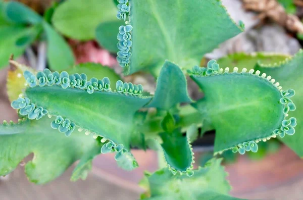 Schöne Bryophyllum daigremontianum oder mexikanische Hutpflanze — Stockfoto