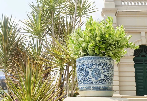 Euphorbia Tithymaloides in Flower Pot at Grand Palace, Thailand — Stock Photo, Image