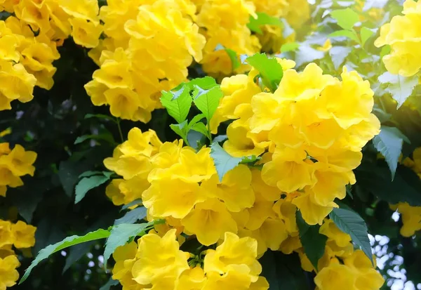 Schöne gelbe Trompetenbusch-Blüten mit grünen Blättern — Stockfoto