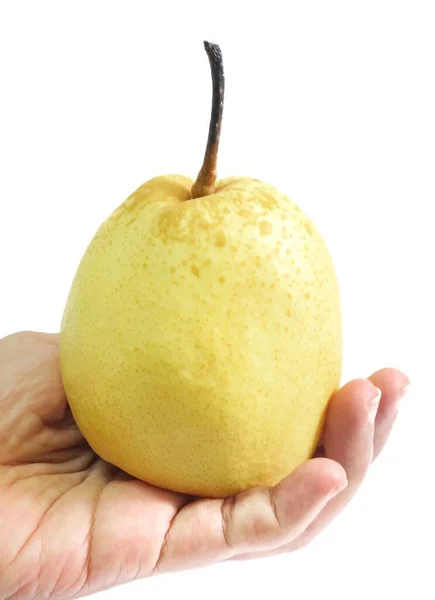 Hand Hodling Nashi Pear på vit bakgrund — Stockfoto