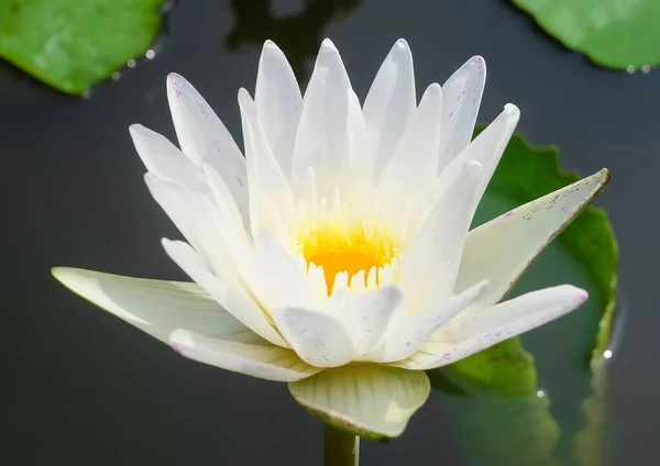 Beautiful Flower Bright Beautiful White Water Lily Lotus Flower Leaves — Stock Photo, Image