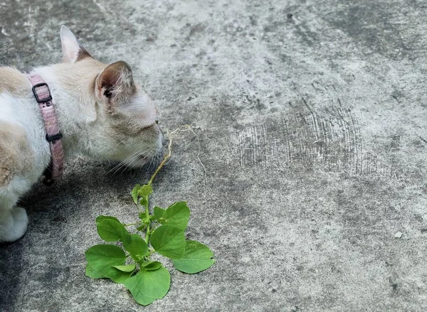 Katze Frisst Wurzel Der Indischen Akalypha Drei Samen Quecksilber Oder — Stockfoto