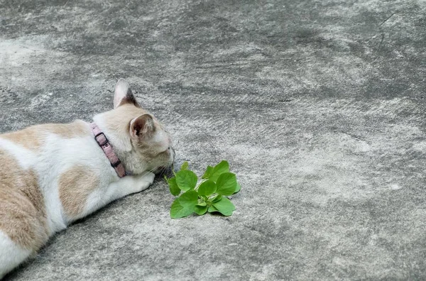 Cat Eating The Root of Indian Acalypha, Three Seeded Mercury or Indian Nettle Seeds. The Root Being Attractive to Domestic Cats Similar to Catnip.