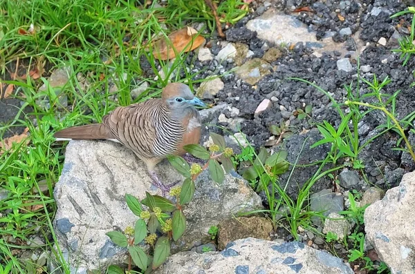 Animal Wildlife Cinzento Acastanhado Com Preto Branco Barring Zebra Dove — Fotografia de Stock