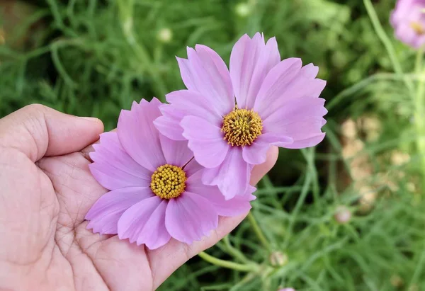 Hand Holding Bright Beautiful Pink Cosmos Flowers Cosmos Bipinnatus Taking — Stock Photo, Image