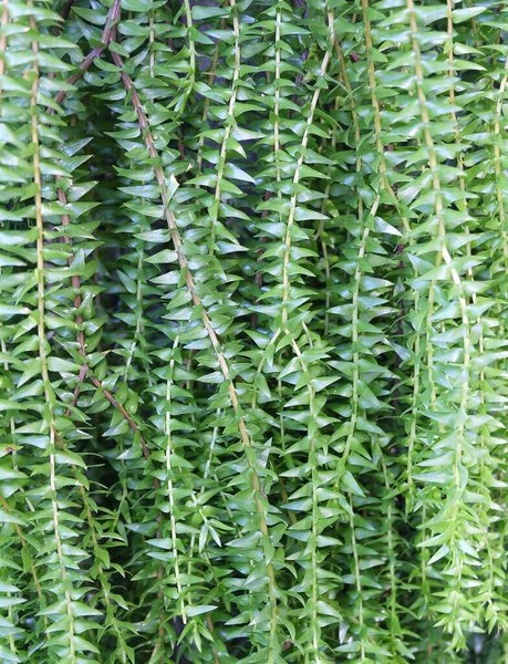 Fresh Green Coarse Tassel Fern or Phlegmariurus Phlegmaria Growing on The Tree for Garden Decoration.