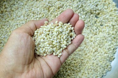 El Tutma Arpa Taneleri