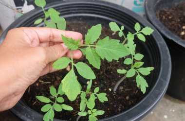 Kendini işine adamış bir bahçıvan, genç bir domates filizinin dayanıklılığını dikkatle inceler. Mutfak bahçesine nakledilmeden önce sağlıklı ve sağlam olduğundan emin olur..