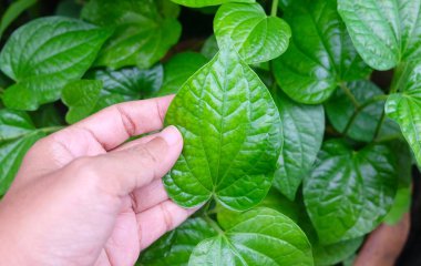 Dikkatli bir el, ev mutfağının bahçesinde besin ve iyileştirme özellikleriyle tanınan ev yapımı bir şifalı bitki olan betel yaprağını inceler..