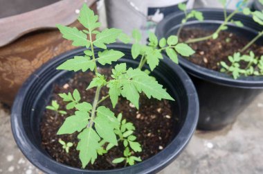 Canlı yeşil domates fideleri küçük bir tencerede büyür, yeni gelişmeyi sembolize eden bir mutfak bahçesinin verimli toprağına nakledilmeye hazırdırlar..