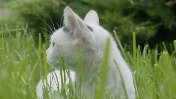 Retrato de gato doméstico adorável com grandes olhos deitados em um campo de grama olhando ao redor apreciando a natureza — Vídeo de Stock