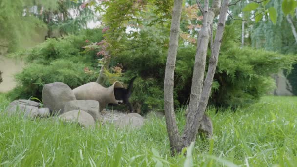 Due divertenti gatti piccoli migliori amici che giocano insieme in giardino saltando e ringhiando l'un l'altro — Video Stock