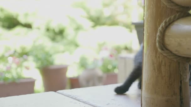 Portrait de curieux bébé chat noir drôle regardant dehors dans le jardin — Video