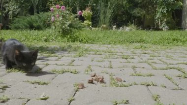 Evde beslenen hayvan yiyecek birlikte dışarıda bahçede yemek şirin genç aç yavru kedi