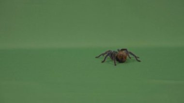 Büyük kıllı tarantula örümceği yeşil ekran arka plan üzerinde yürüme