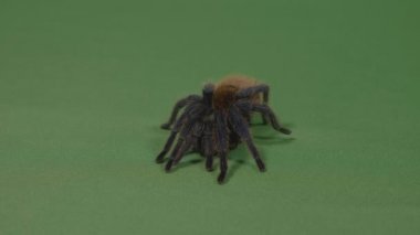 Yeşil ekran üzerinde savunma pozisyonu benimseyerek korkulu tarantula örümceği