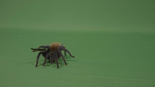 Крупный план жуткого коричневого паука тарантула, ползающего по зеленой поверхности экрана — стоковое видео